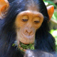 Illustration for article titled Scientists Watch How New Technologies Spread Among Wild Chimps